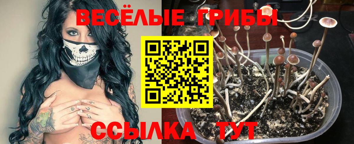 Галлюциногенные грибы Cubensis  Вход с VPN  Ивантеевка 